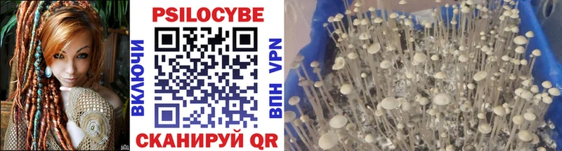 Галлюциногенные грибы Psilocybine cubensis  купить наркоту  Ачинск 